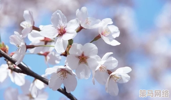 zljzlj日本老师水多多 - 樱花飞舞中的秘密课堂，解锁东瀛教育新境界