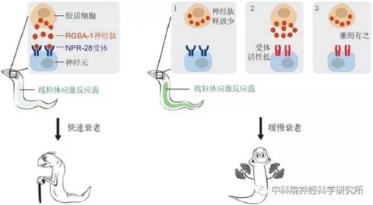 17c一起革：科学家意外发现能够逆转衰老的基因，未来人类寿命可能大幅延长！