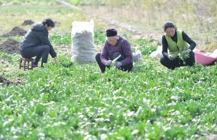 糙汉田间欢的情节发展分析：从角色塑造到情感冲突，探讨故事背后的深层意义与社会反响