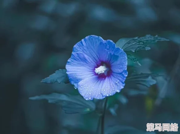 武林外传手游攻略：揭秘落花人独立微雨燕双飞称号详细获得方法